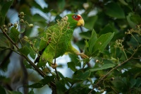 Amazonan belocely - Amazona albifrons - White-fronted Amazon Parrot 3516